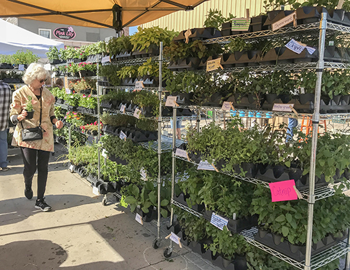 The Jenks Herb & Plant Festival takes place Saturday, April 27, 2019, in downtown Jenks from 8 a.m. - 4 p.m.