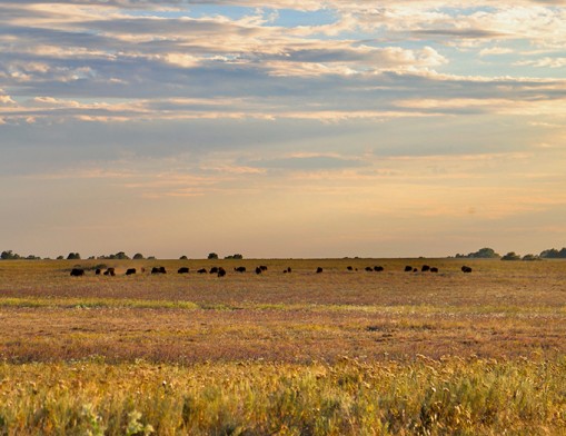 The largest protected piece of tallgrass prairie, with more than 39,650 acres, is home to more than 2,500 bison. Shutterstock.
