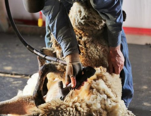 Learn the process of shearing wool from sheep and taking it to spun yarn at Woolly Weekend at Shepherd's Cross. Photo courtesy of Shepherd’s Cross.
