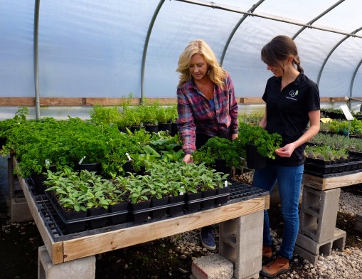 Herbs for spring planting.