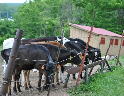 Feeding time at Swan Bros. Dairy, Inc.