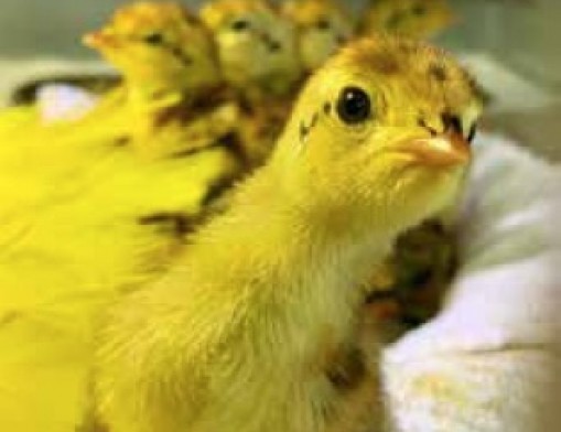 A critically endangered Attwater's prairie-chicken hatched at the Sutton Center in 2022