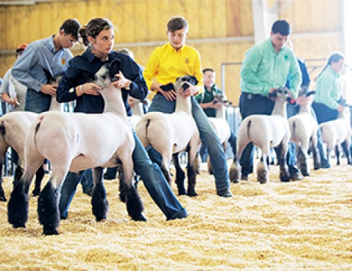 Photo courtesy of Rogers County Fair Board