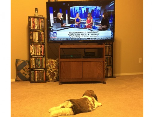 Pancake the rabbit watching tv.