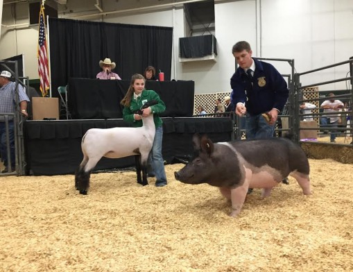 Premium sale participants include
beef, swine, sheep, goat, and dairy
exhibitors. PHOTOS COURTESY OF
ROGERS COUNTY FAIR PREMIUM
AUCTION