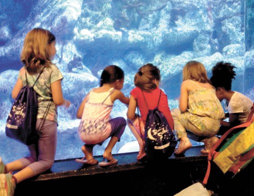 Children will have opportunity to learn and have fun at Sleep with the Sharks.