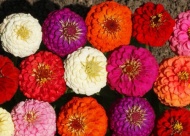 Zinnias are a top-performer.