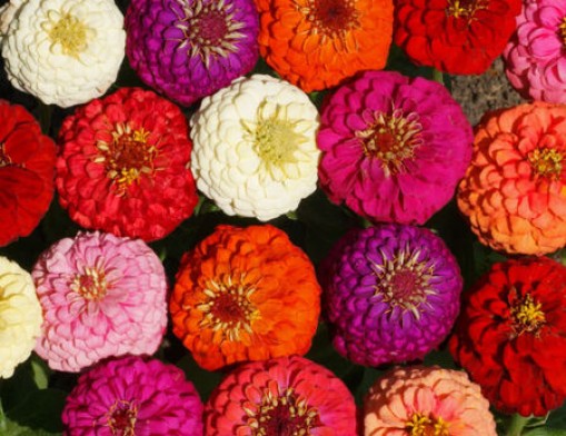 Zinnias are a top-performer.