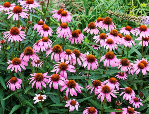 Coneflowers are great for attracting pollinators.
Shutterstock