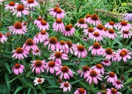 Coneflowers are great for attracting pollinators.
Shutterstock