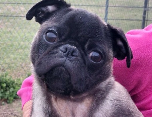 In addition to adopting Pugs, Pug Rescue Owes teaches owners how to care for the breed.
