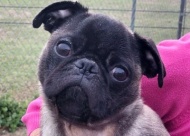 In addition to adopting Pugs, Pug Rescue Owes teaches owners how to care for the breed.