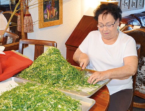 Jennie Gillim preparing wild onions for the Wild Onion Feast.  
Photo courtesy of Indian Women’s Pocahontas Club.