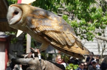 Learn about owls at the Birds of Prey exhibitions.
