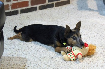 Even pets with special needs, such as older pets, those hard of hearing or with vision-impairments, can be cared for and looked after through Pet Sitting Services of Tulsa.