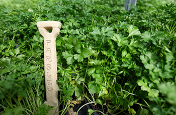 Fresh parsley ready to plant.