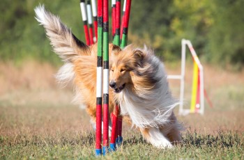 Mar 25-29 - 9am | Claremore Kennel Club Dog Show