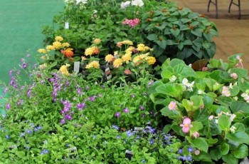 The Claremore Home & Garden Show will feature a diverse array of beautiful plants offered by local growers.