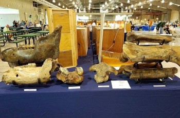 Ice Age Animal bones will be on full display at the show.