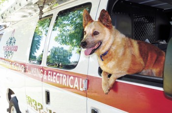 Zeus is always ready to go for a ride in the Torchwood Van.