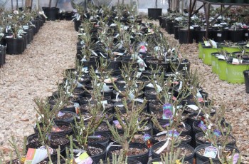 Young rose bushes get their start in the nursery at Stonebridge Garden Center in Claremore.