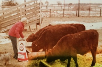 Mom feeding the cows.