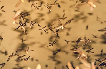 Spring termite swarm.