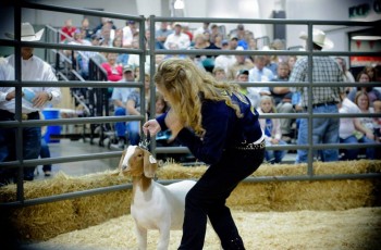 Students earning top honors at the fair further compete at the premium sale for the chance to earn funding toward future projects or college.