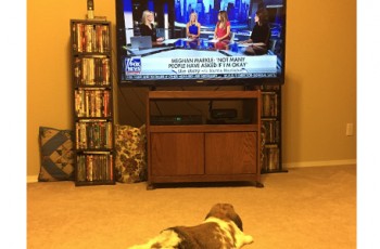 Pancake the rabbit watching Stacia Knight.