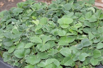 Strawberry plants are among the varied items grown locally and available in Claremore by Stonebridge Garden Center at 700 E. Will Rogers, Claremore.