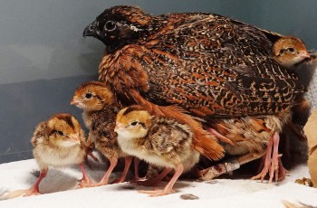 The Sutton Center’s commitment to the conservation of rare birds includes the Masked Bobwhite, which the center is working to aid in their recovery.