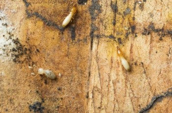 Without prevention, termites can infest and cause immensely expensive damage.
