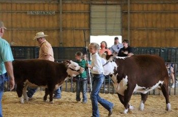 Rogers County youth show their livestock at the annual Rogers County Fair.