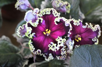 Feb 22 - 9am to 3pm
African Violet Society Plant Show and Sale