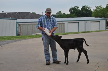 Zach Hollingsworth bottle feeds a calf.