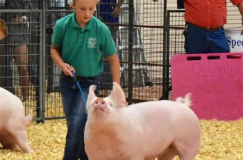 This year the livestock shows will go forward on their normal days, and then on Monday, the premium sale will occur as an online event.