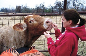 Jana with one of her bulls, Tom.