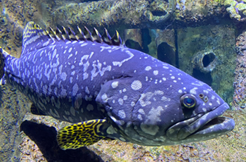 An exhibit at the Wonders of Wildlife National Museum & Aquarium in Springfield, Missouri.