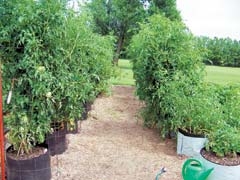 The Owasso Tree and Berry Farm’s tomato plants reached over 6 feet tall last summer using The Garden Bag.