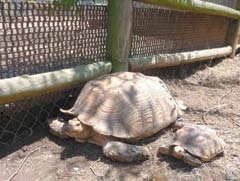 Don’t miss Safari’s annual Turtle Race, taking place Saturday, July 31 at 1 p.m.