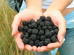 ­Blackberries are perfect for jams and jellies, pies and ­cobbler, or to top off ice cream and cereal.