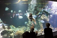 Don’t miss the “Diving Mermaid and Pirate Show” in the Coral Reef.