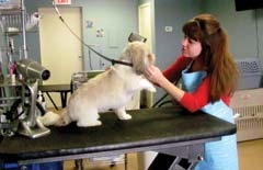 Beth Holmes says patience is the key to her success in grooming dogs.