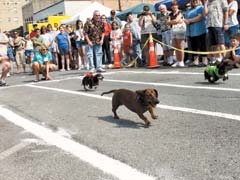 The annual Derby Dog Weiner Dog Race is one of the many fun and exciting events at Claremore’s Lilac Festival.