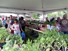 A vast selection of plants will be available at the annual 
SpringFest Garden Market and Festival.