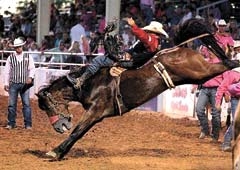 “Dirty Jacket,” Bareback Horse of the Year, taking Jessy Davis to the pay window.