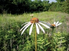 Enjoy the beauty of nature at the Oklahoma Centennial Botanical Garden.