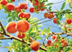 Enjoy savory peaches and so much more at the annual Porter Peach Festival.