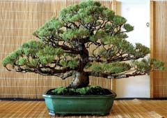 The Green Country Bonsai Society presents their annual ­exhibition at the Tulsa Garden Center October 20-21.