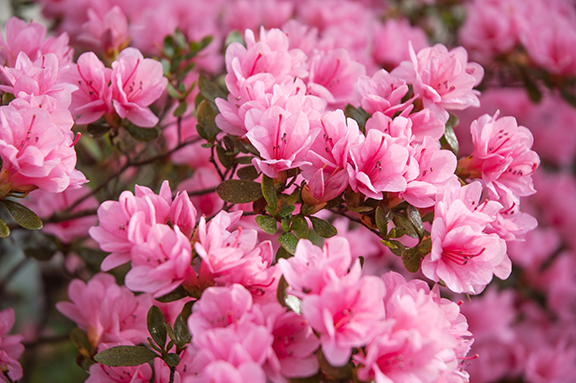 Image of Azaleas in Bloom